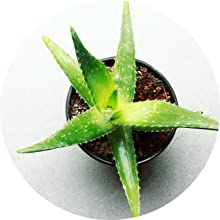 Biologische Wirkung