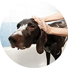 BactoDes Animal Tiergerüche entfernen