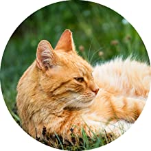 BactoDes Animal, Geruchsentferner, Gestank entfernen