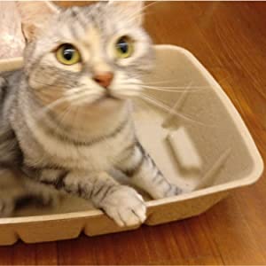 KittyDoo Katzenklo Katzentoilette Katzenstreu Sauberkeit Hygienisch