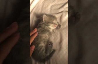 Funny cat | cute cats and dogs reaction animals doing funny things #funnycats #shorts #cats #624