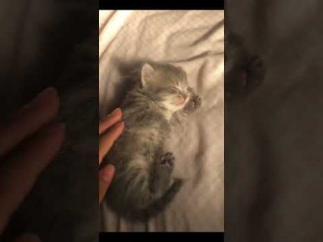 Funny cat | cute cats and dogs reaction animals doing funny things #funnycats #shorts #cats #624