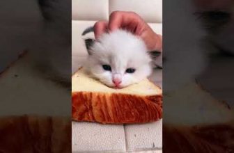 Funny cat | cute cats and dogs reaction animals doing funny things #funnycats #shorts #cats #595