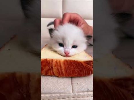 Funny cat | cute cats and dogs reaction animals doing funny things #funnycats #shorts #cats #595