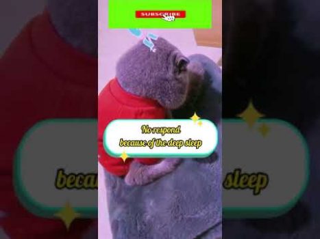 Funny cat | cute cats and dogs reaction animals doing funny things #funnycats #shorts #cats #612