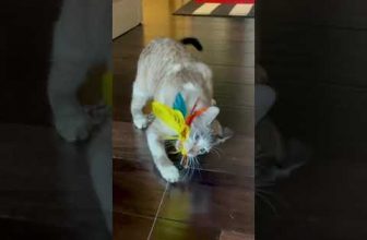 Funny cat | cute cats and dogs reaction animals doing funny things #funnycats #shorts #cats #585