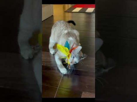 Funny cat | cute cats and dogs reaction animals doing funny things #funnycats #shorts #cats #585