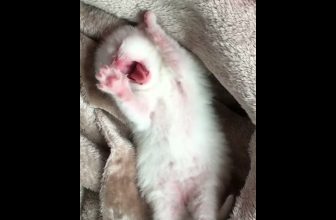 Funny cat | cute cats and dogs reaction animals doing funny things #funnycats #shorts #cats #620