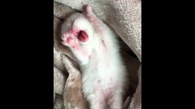 Funny cat | cute cats and dogs reaction animals doing funny things #funnycats #shorts #cats #620