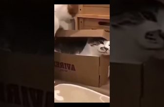 Funny cat | cute cats and dogs reaction animals doing funny things #funnycats #shorts #cats #636