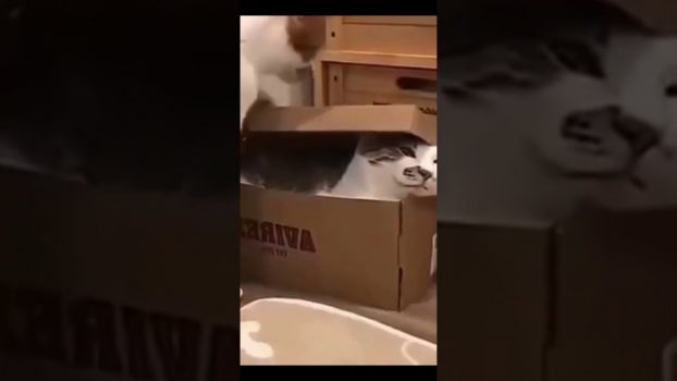 Funny cat | cute cats and dogs reaction animals doing funny things #funnycats #shorts #cats #636