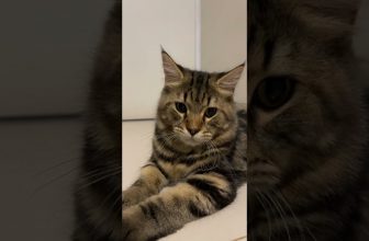 Funny cat | cute cats and dogs reaction animals doing funny things #funnycats #shorts #cats #581