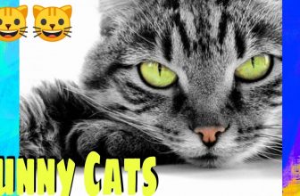 Lustige Katzenvideos 😹😹😹