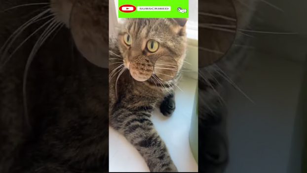 Funny cat | cute cats and dogs reaction animals doing funny things #funnycats #shorts #cats #543