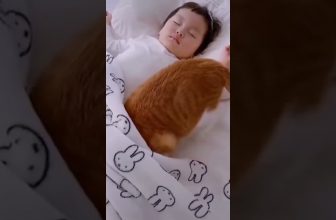 Sooo Süß!!! 😍 🥰 😘 Lustige Katzenvideos #Shorts