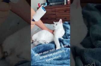 Funny cat | cute cats and dogs reaction animals doing funny things #funnycats #shorts #cats #632