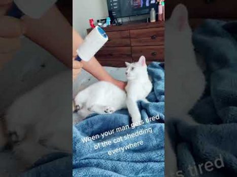 Funny cat | cute cats and dogs reaction animals doing funny things #funnycats #shorts #cats #632