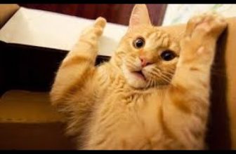 😹Beste Süße Lustige Katzenvideos zum Totlachen  2021😂| Versuch nicht zu lachen Extrem Schwer #15