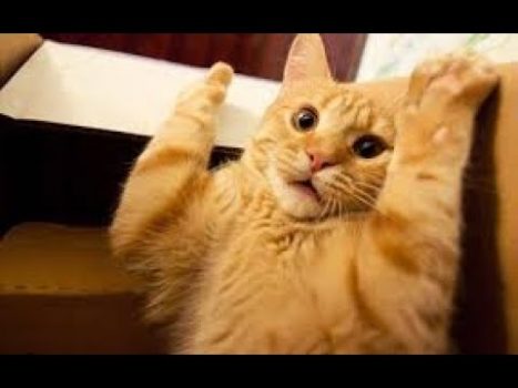 😹Beste Süße Lustige Katzenvideos zum Totlachen  2021😂| Versuch nicht zu lachen Extrem Schwer #15