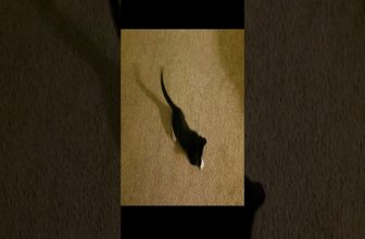 Funny cat | cute cats and dogs reaction animals doing funny things #funnycats #shorts #cats #586