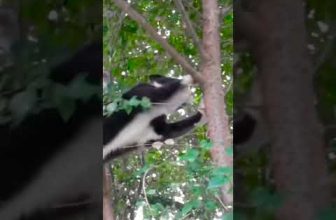 Funny cat | cute cats and dogs reaction animals doing funny things #funnycats #shorts #cats #591