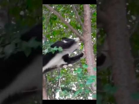 Funny cat | cute cats and dogs reaction animals doing funny things #funnycats #shorts #cats #591