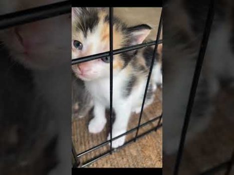 Funny cat | cute cats and dogs reaction animals doing funny things #funnycats #shorts #cats #617