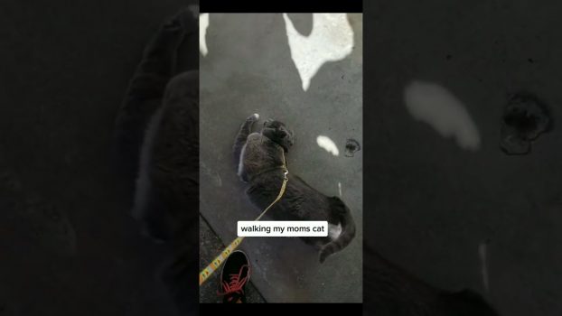 Funny cat | cute cats and dogs reaction animals doing funny things #funnycats #shorts #cats #587