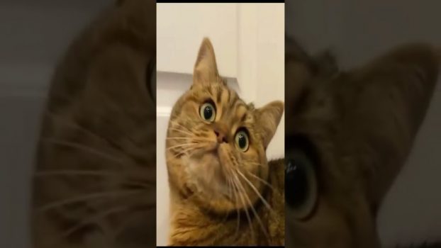 Funny cat | cute cats and dogs reaction animals doing funny things #funnycats #shorts #cats #567