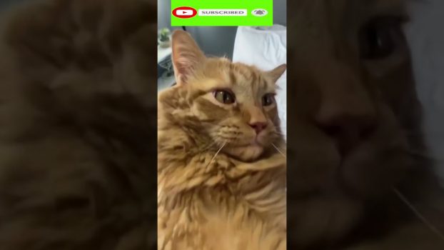 Funny cat | cute cats and dogs reaction animals doing funny things #funnycats #shorts #cats #547