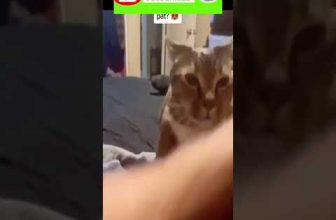 Funny cat | cute cats and dogs reaction animals doing funny things #funnycats #shorts #cats #609