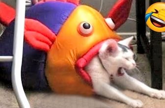 Versuche Nicht Zu Lachen | Lustige Katzen Videos 2022 | Lustigste Tiere Der Welt #49