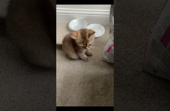 Funny cat | cute cats and dogs reaction animals doing funny things #funnycats #shorts #cats #647