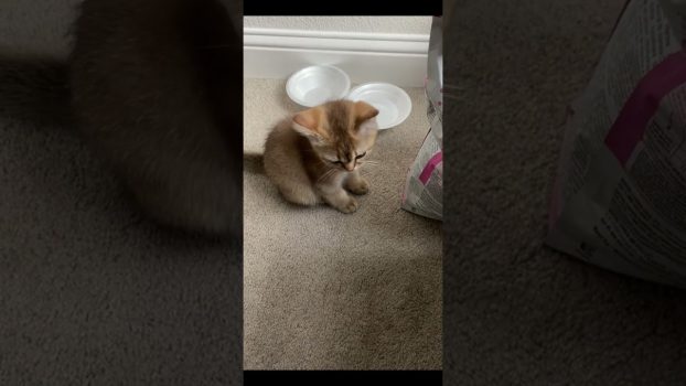 Funny cat | cute cats and dogs reaction animals doing funny things #funnycats #shorts #cats #647