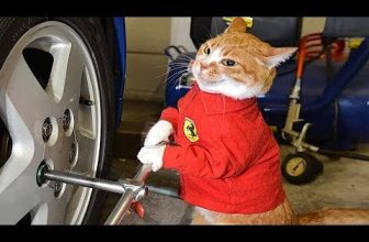 Lustige Tiere videos 2022😂 – Die besten Hunde- und Katzenvideos 😺😍Süße Katze #5