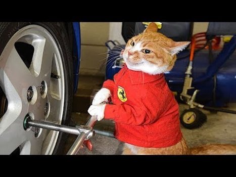 Lustige Tiere videos 2022😂 – Die besten Hunde- und Katzenvideos 😺😍Süße Katze #5