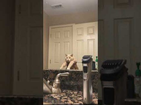 Funny cat | cute cats and dogs reaction animals doing funny things #funnycats #shorts #cats #627