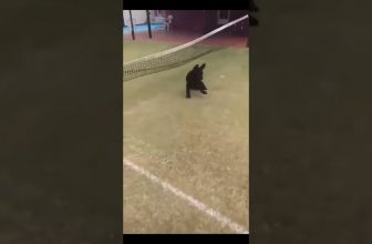 Funny cat | cute cats and dogs reaction animals doing funny things #funnycats #shorts #cats #565