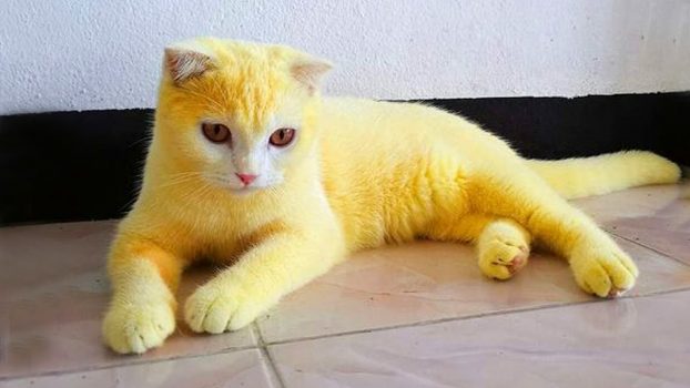 Versuche Nicht Zu Lachen | Lustige Katzen Videos 2022 | Lustigste Tiere Der Welt #48