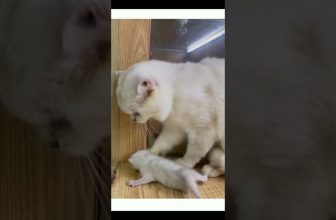 Funny cat | cute cats and dogs reaction animals doing funny things #funnycats #shorts #cats #573