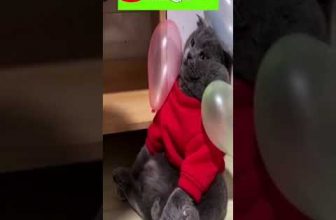 Funny cat | cute cats and dogs reaction animals doing funny things #funnycats #shorts #cats #556