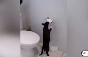 Witzige Katzen  Lustige Katzenvideos