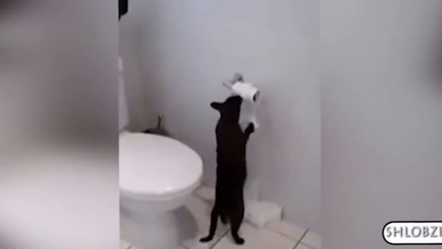 Witzige Katzen  Lustige Katzenvideos