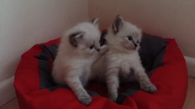 5 week old Ragdoll kittens in 'Simons cat' bed – so cute!