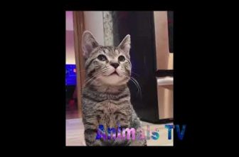 Baby Cats – Cute and Funny Cat Videos Compilation 2020
