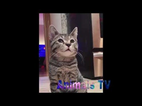 Baby Cats – Cute and Funny Cat Videos Compilation 2020
