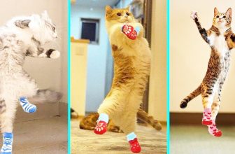 Baby Katzen – Die Besten Süße und Lustige KatzenVideos | KatzenVideos |