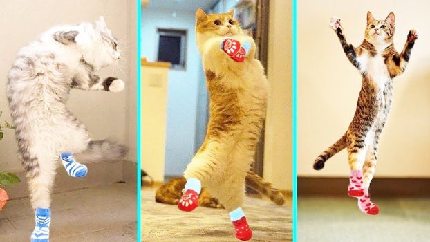 Baby Katzen – Die Besten Süße und Lustige KatzenVideos | KatzenVideos |