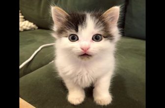 Baby Katzen – Süße und Lustige KatzenVideos #24  | KatzenVideos |