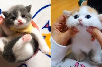 Baby Katzen – Süße und Lustige KatzenVideos #26  | KatzenVideos |